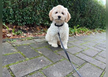 Cockapoo ! Bezaubernde Welpen aus langjähriger, bewährter u. überprüfter Haus/Familienaufzucht.