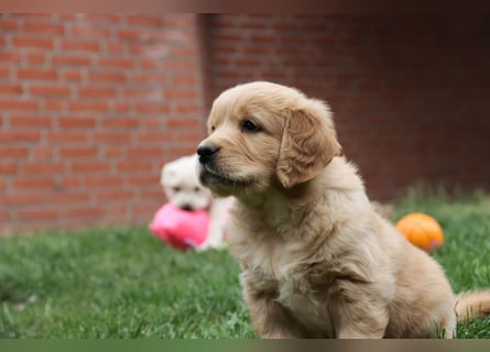 Golden Retriever Welpen vom Thüringer Wald