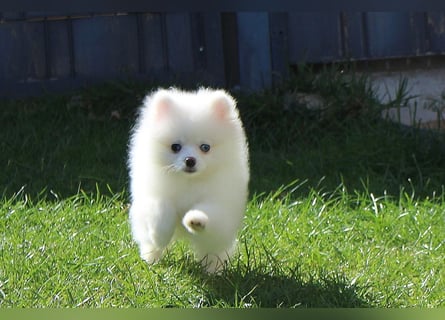 Zwergspitz Pomeranian Welpen in verschiedenen Farben mit Papieren