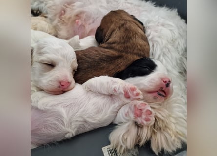Havapoo Pudel Havaneser-ShihTzu