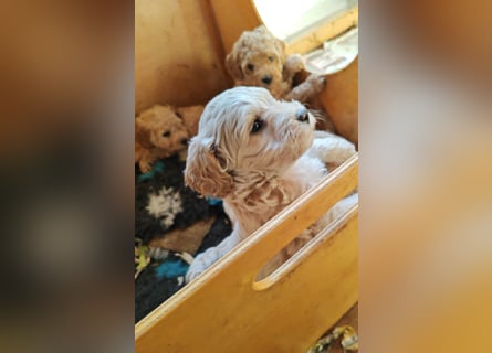 Wunderschöne Maltipoo Welpen