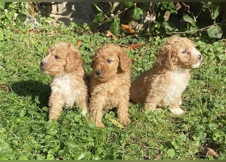 Mini Goldendoodel Welpen F3 - abzugeben ab Ende Oktober