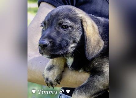 Timmy  sucht ein Zuhause