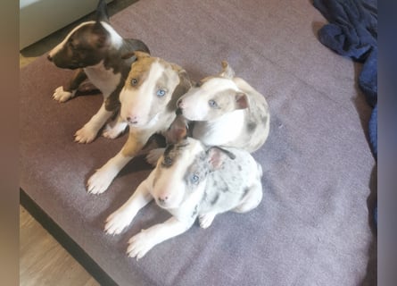 Mini bullterrier - Australian shepherd mix welpen