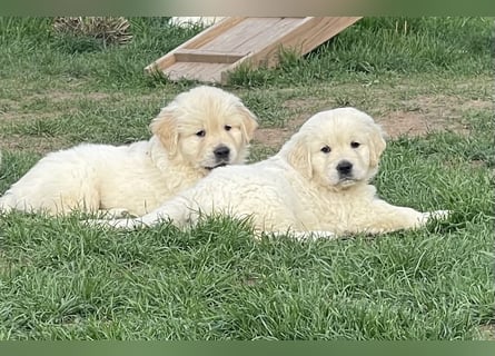Golden Retriever Welpen aus excellenter Verpaarung