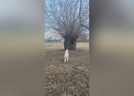 Golden Retriever Deckrüde
