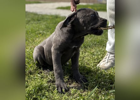 Cane Corso grau  welpen hündin Graue Hündin mit Züchtergarantie EUCH WCh-Linie zu verkaufen
