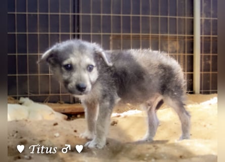 Teddy und seine Geschwister suchen ab September ein Zuhause