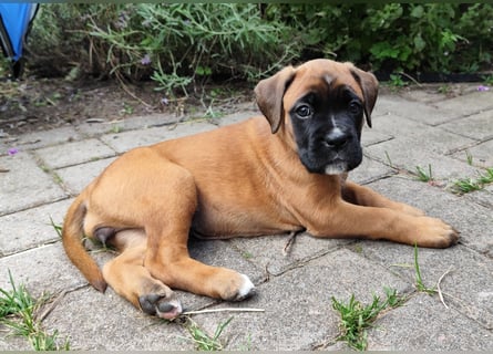 Boxer-Welpen von mehrmaligen Teilnehmern der Deutschen Meisterschaften!!!