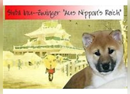 Erstklassige Shiba Inu Zucht in Sachsen