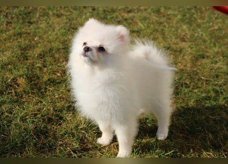 Zwergspitz Pomeranian "Vanilla" Hündin 4 Monate kann ins neue Heim ziehen