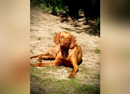 Wurfankündigung Magyar Vizsla Welpen (Mai 25)