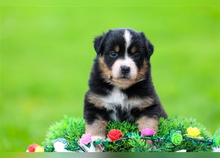 Mini American Shepherd (Showlinie)