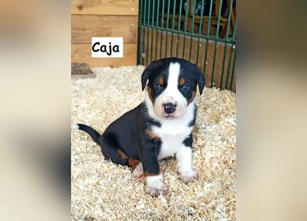 Appenzeller Sennenhund Welpen