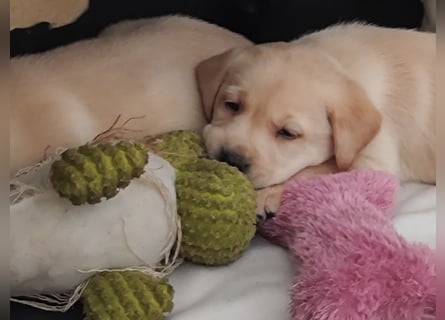 Wir haben ab 05.04. Reinrassige Labrador Welpen abzugeben