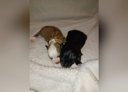 Maltipoo in zauberhaften Farben