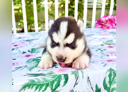 FCI Pedigree Blue Eyed Black & White Siberian Husky Champion Puppy