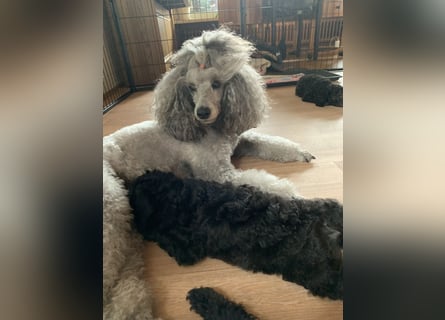 Reinrassige Welpen, Kleinpudel Silber, VDH Zucht