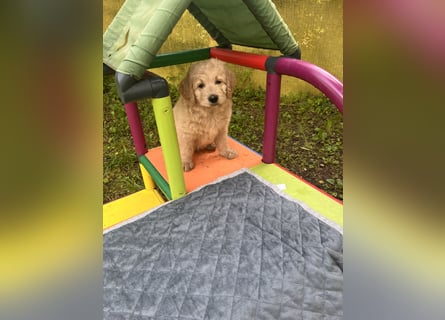 Goldendoodle mini Medium Doodle Abgabe an Pfingsten
