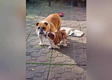 Englische Bulldogge  Welpen