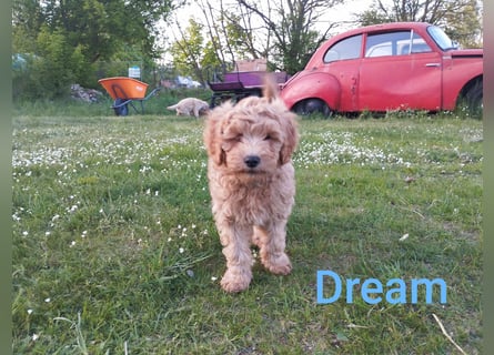 Wunderschöne Labradoodle Welpen, dürfen jetzt ausziehen!