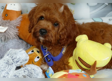 Wunderschöne Cavapoo Welpen F1 (Toypudel/Zwergpudel + Cavalier King Charles Spaniel) mit Ahnentafel
