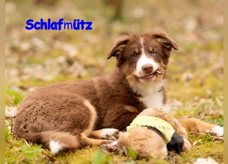 Australian Shepherd Welpen Rüden, ASCA