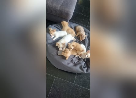 Chihuahua Welpen zu verkaufen