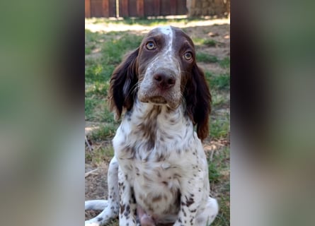 English setter Rüde