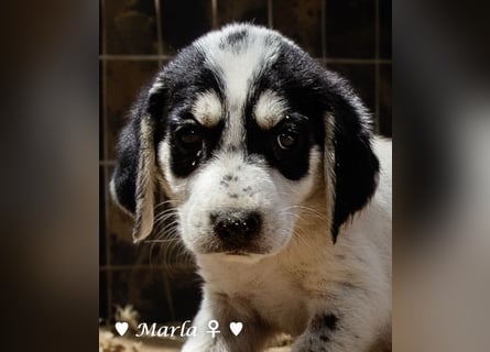 Marla sucht ab  September ein Zuhause