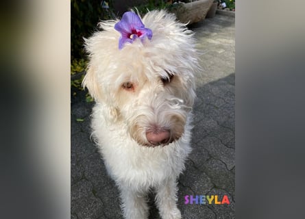 Goldendoodle & Labradoodle Labrador+Golden+Retriever+Pudel Welpen
