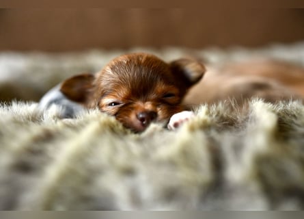 Supersüßes Mini Chihuahua Mädchen