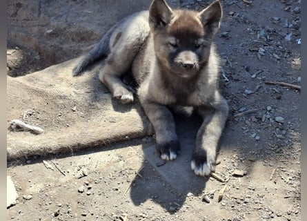 Akita - Husky Welpen