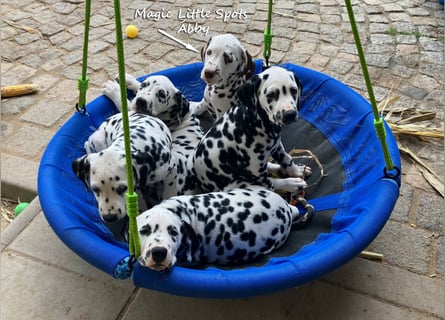 Bezaubernde kleine Dalmatinerdame