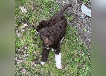 Lagotto - ein Herz aus Locken und Liebe