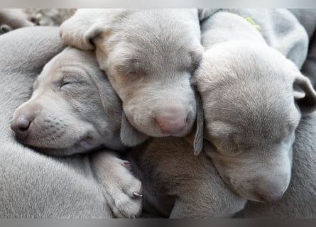 Weimaraner-Mix Welpen aus liebevoller Verpaarung – 12 kleine Wunder suchen ihr Zuhause