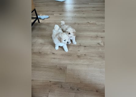 Maltipoo Welpen noch eine Hündin!