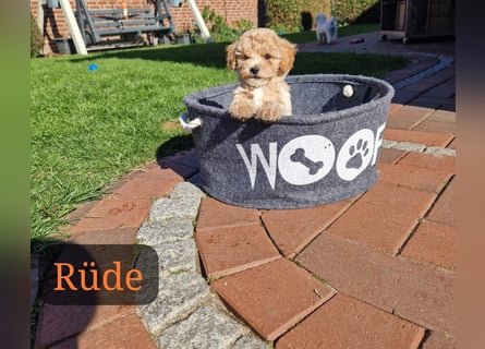 Maltipoo F 1 Welpen