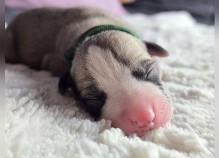 Whippet Welpen suchen liebevolle Familien