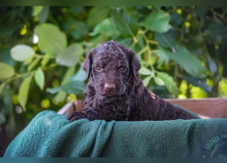 Irish Water Spaniel Welpen / Nichthaarend / FCI - VDH Zucht