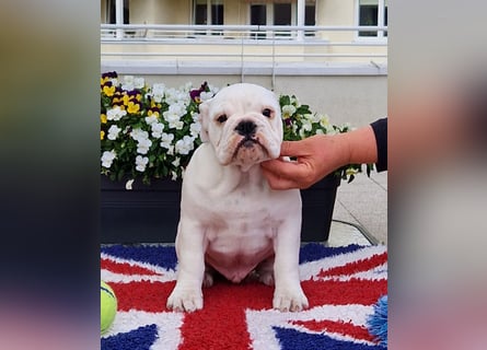 Englische Bulldoggen welpen Top Pedigree FCI