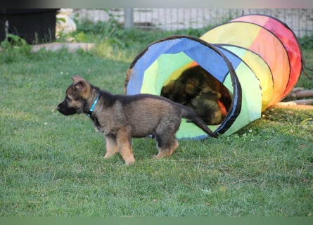 Schäferhund Welpen mit VDH Ahnentafel
