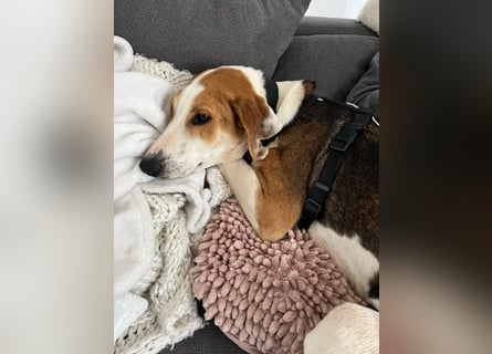 Familienhund Lona, zu besuchen in Bad Nauheim