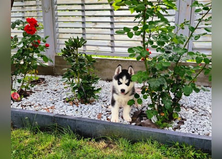 FCI Pedigree Blue Eyed Black & White Siberian Husky Champion Puppy
