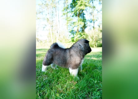 Amerikanische Akita
