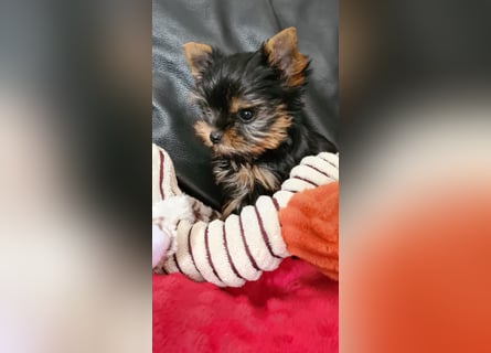 Yorkshire-Terrier Welpen,  reinrassig mit Ahnentafel sofort abgabebereit