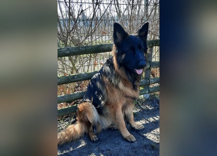 Langstockhaar Schäferhund  Rüde