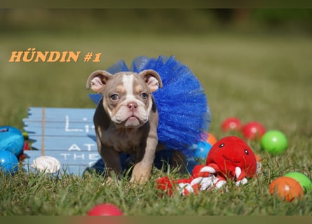 Reinrassige Freiatmende Englische Bulldogge Welpen auf Familiensuche