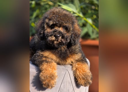 Cavapoo welpen