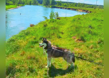 FCI Pedigree Blue Eyed Black & White Siberian Husky Champion Puppy